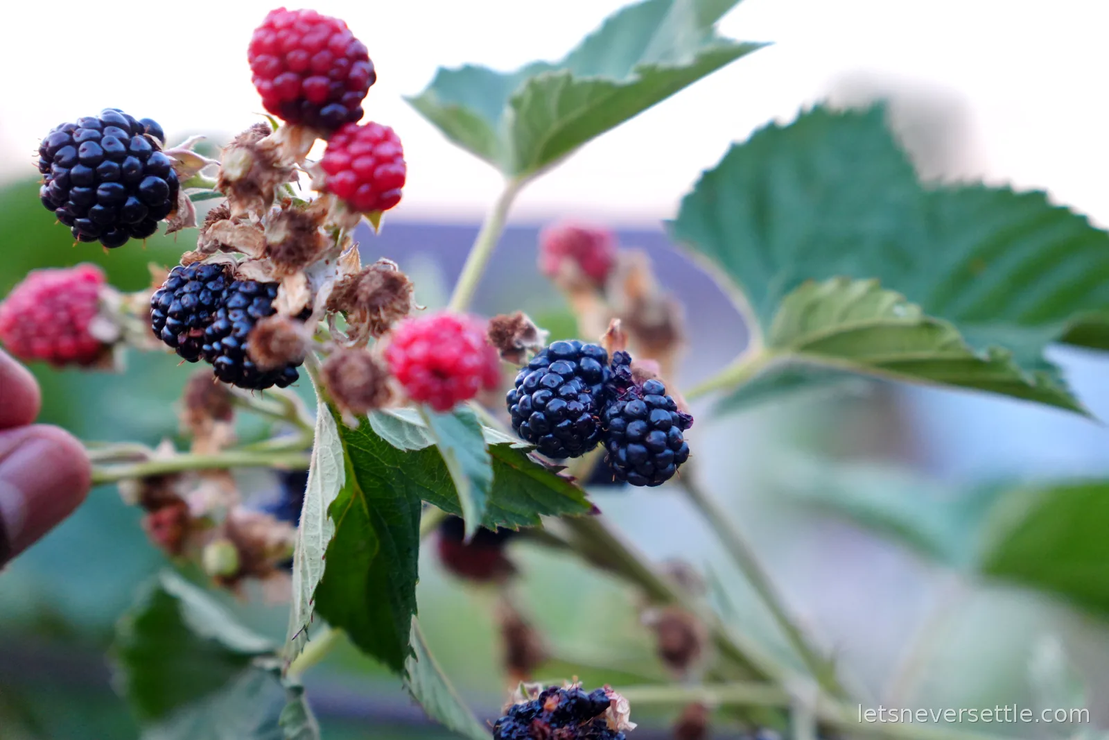 Ripe blackberries and unripe red berries on a bramble cane, a hand reaching in from the left