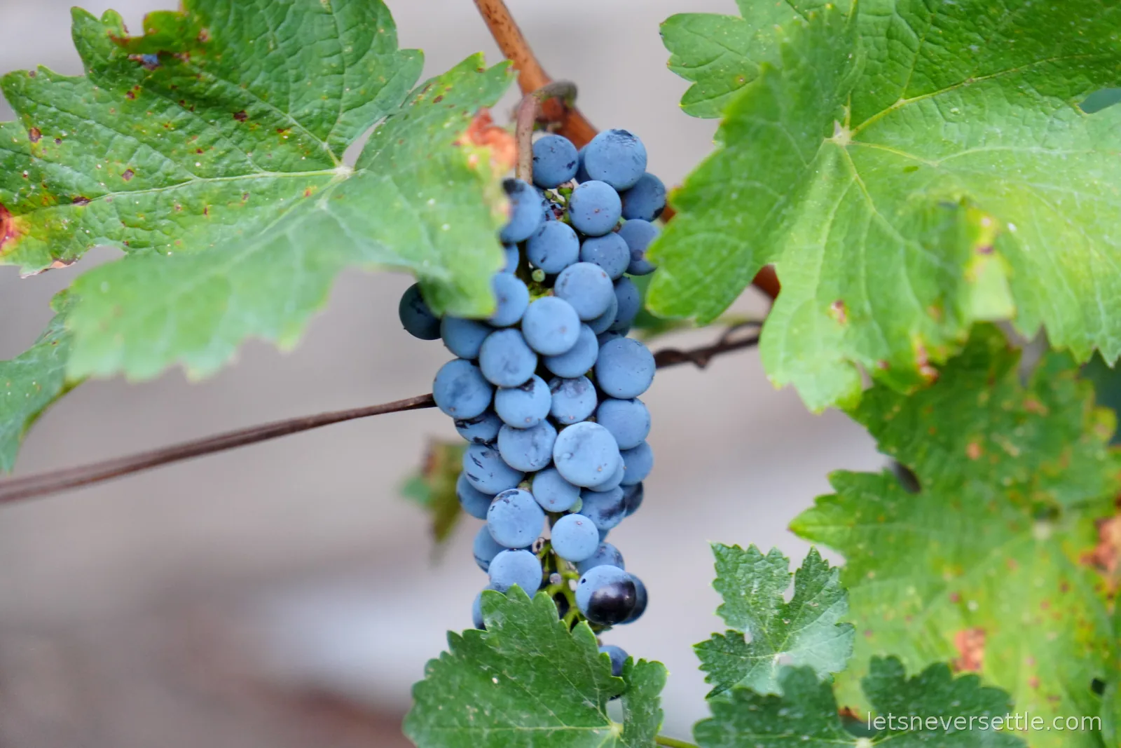 A cluster of dusty blue-purple grapes hanging among green vine leaves