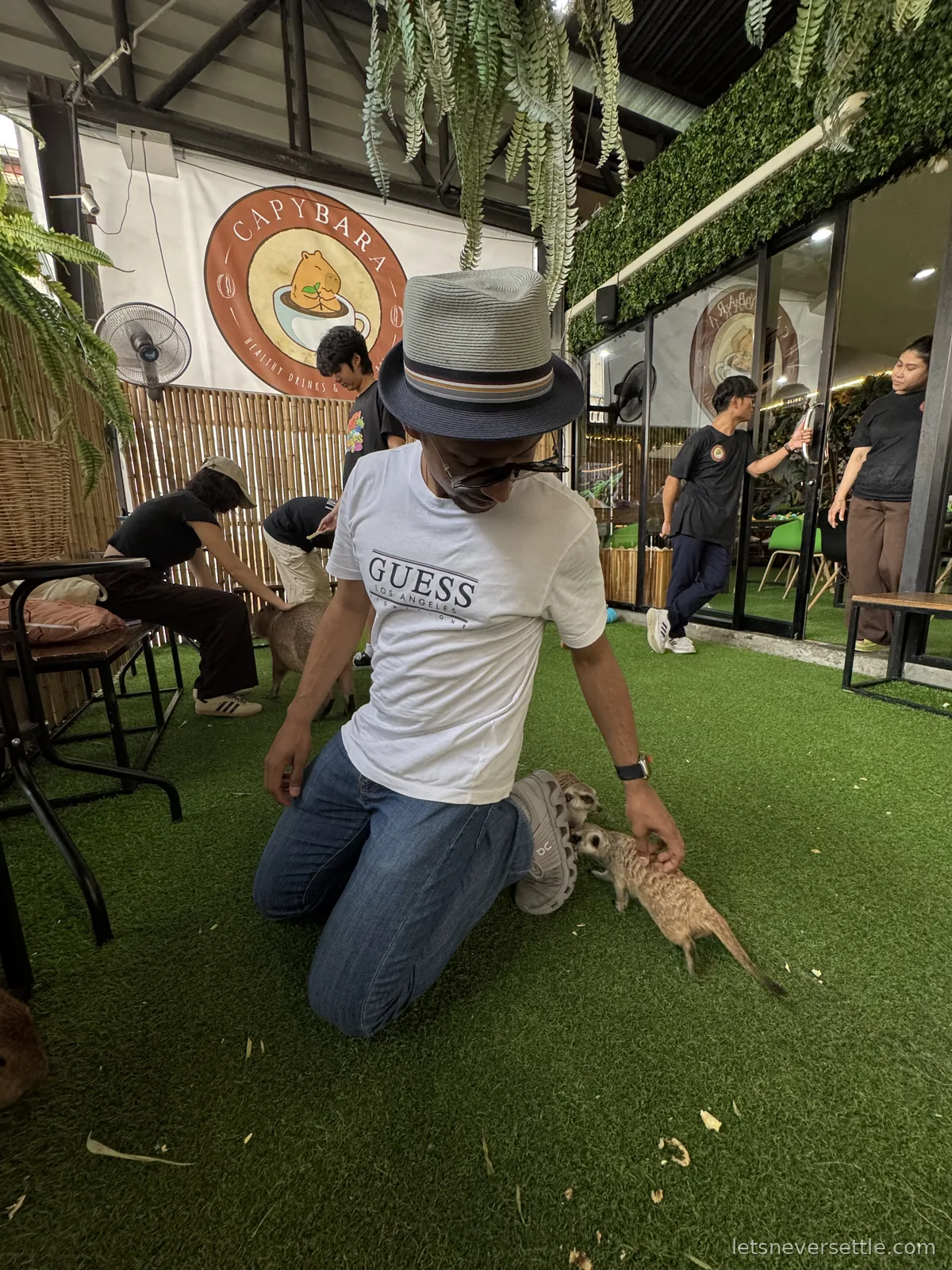 Dileep in a straw trilby crouching on artificial grass to pet meerkats at the capybara cafe