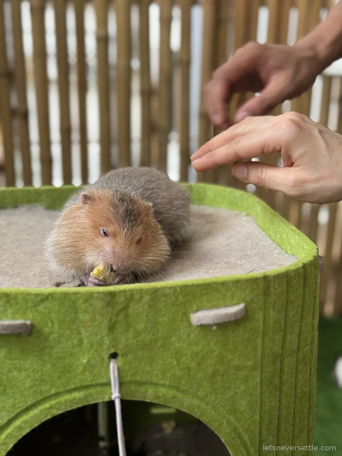 A small round furry rodent nibbling a piece of fruit on top of a green felt house at the capybara cafe