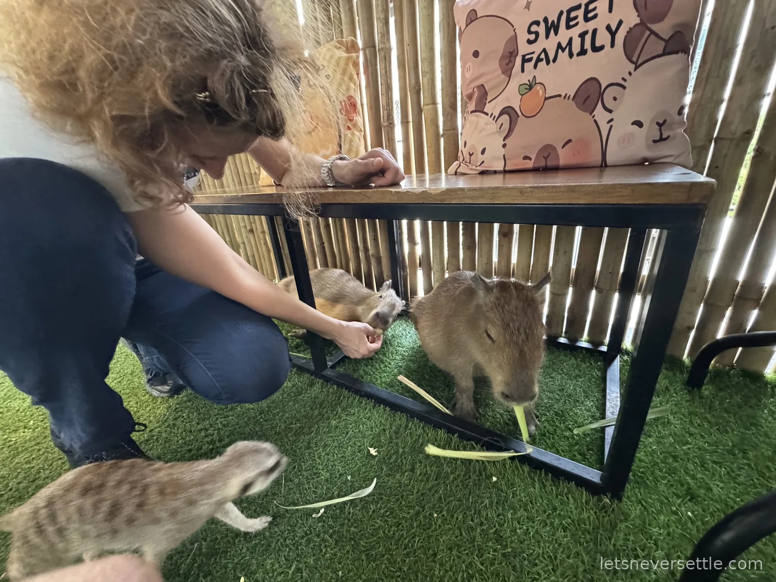 Inga crouching to hand-feed two capybaras under a wooden bench while a meerkat trots past on the artificial grass