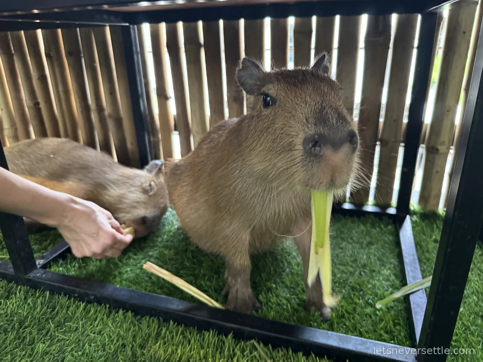 A capybara chewing a length of lemongrass under a black metal table on artificial grass, a second one taking food from a hand beside it