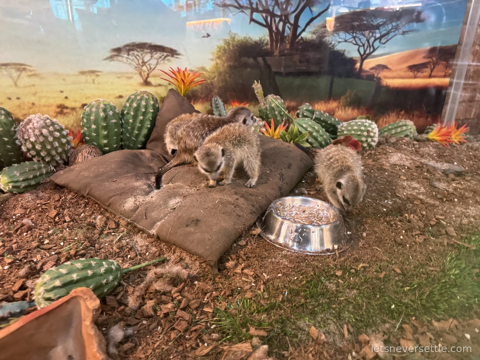 Three meerkats on a cushion and around a metal food bowl in an enclosure decorated with cacti and a painted savannah backdrop