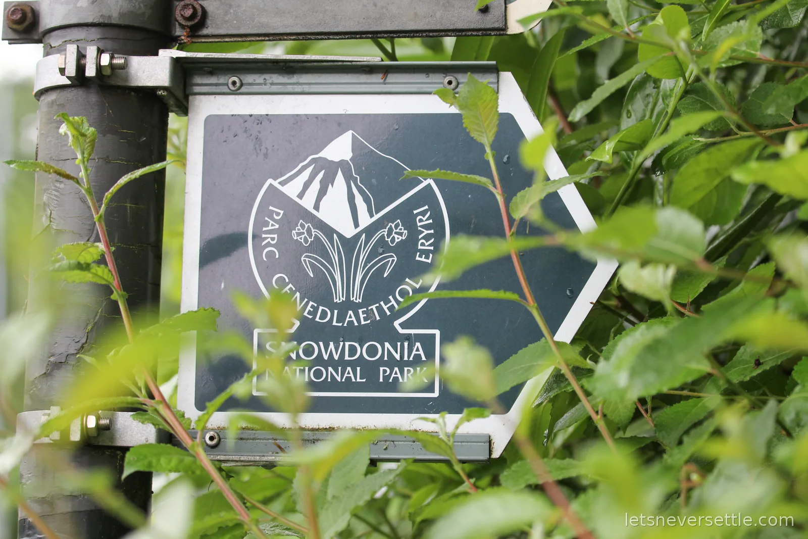 Hexagonal Snowdonia National Park boundary sign with a mountain and daffodil emblem, half swallowed by wet leaves