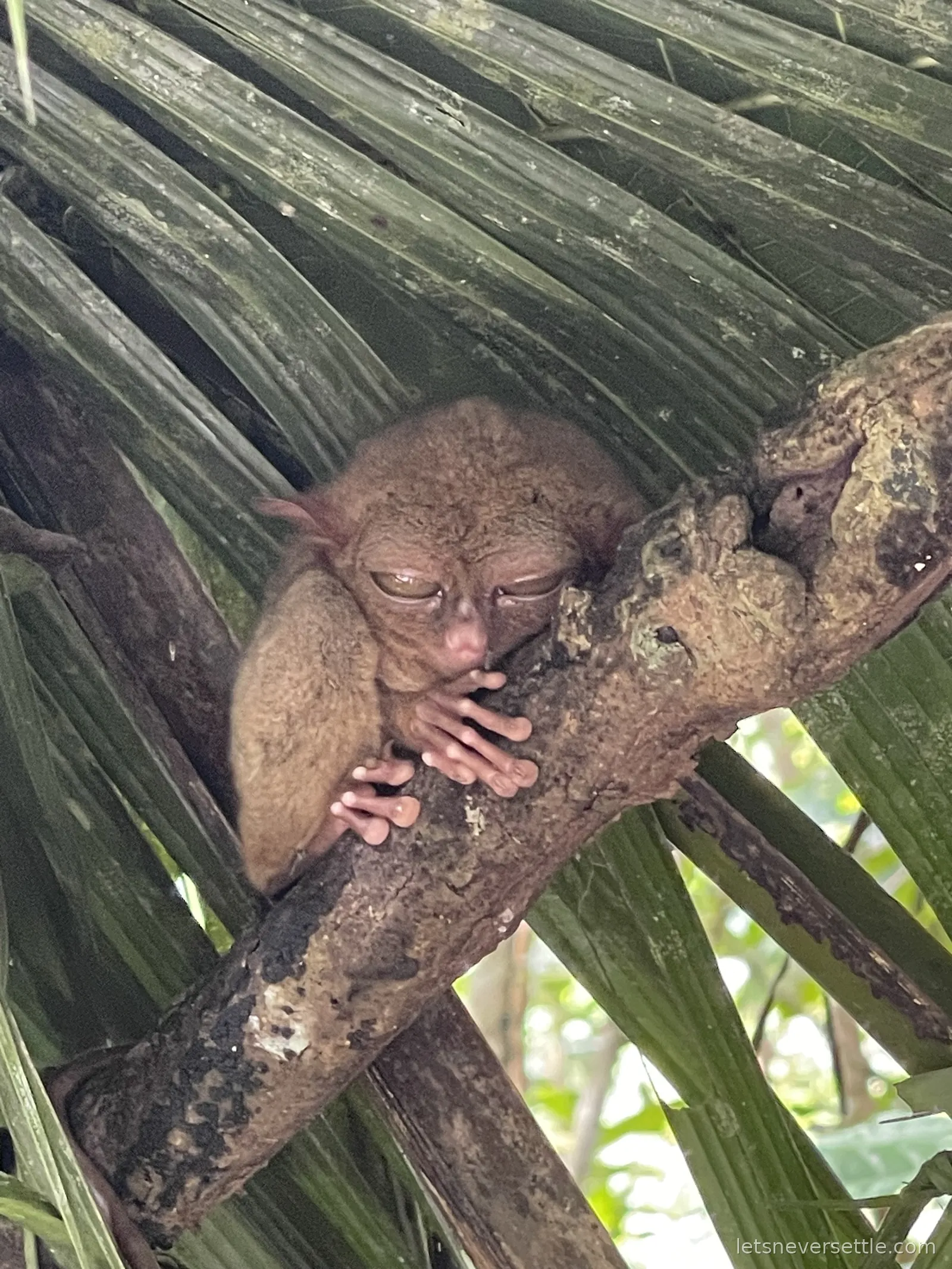 A tarsier clinging to a diagonal branch with both hands, huge dark eyes open, palm fronds around it