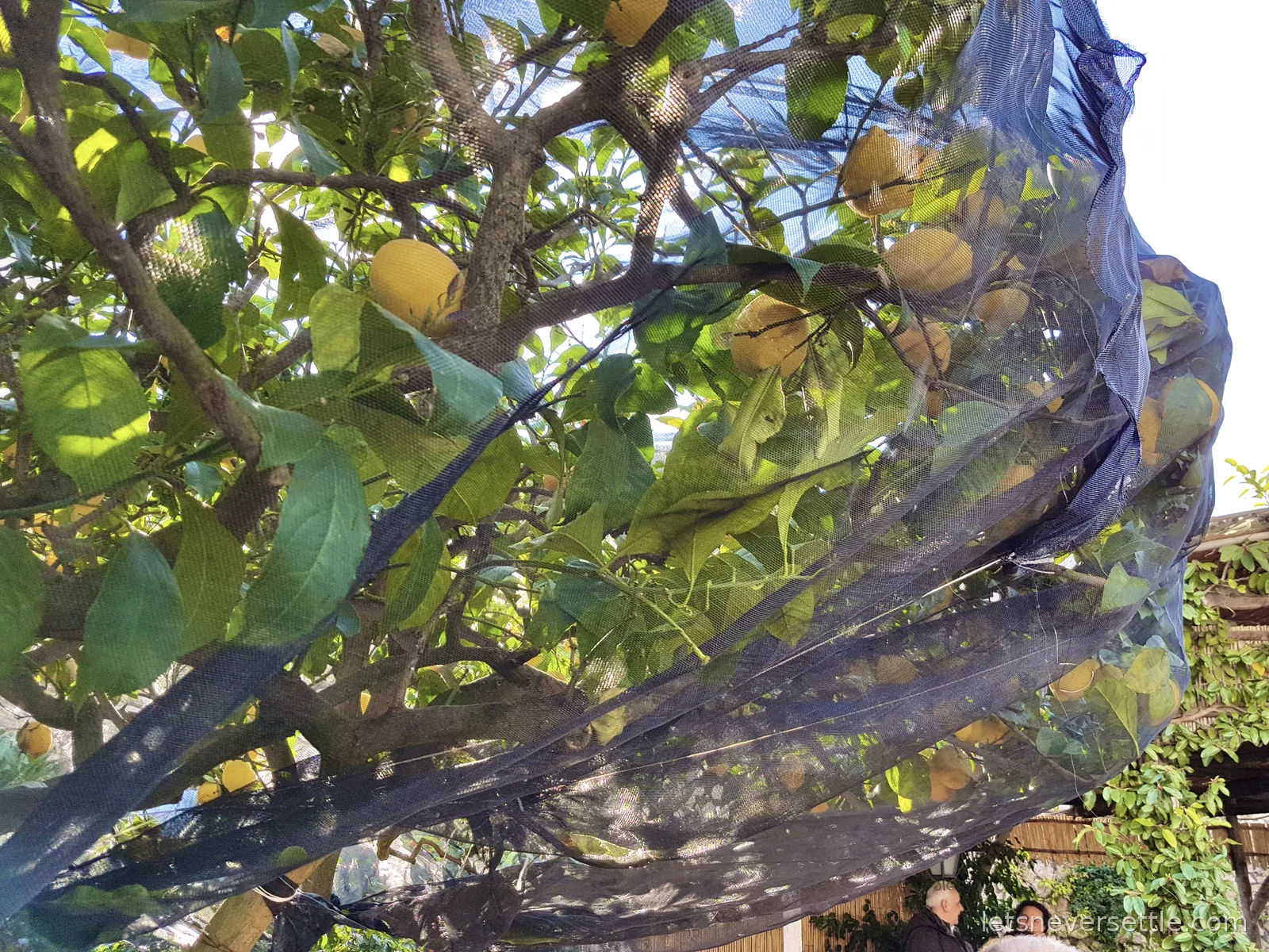 A lemon tree heavy with large ripe lemons, draped with fine black netting to protect the fruit