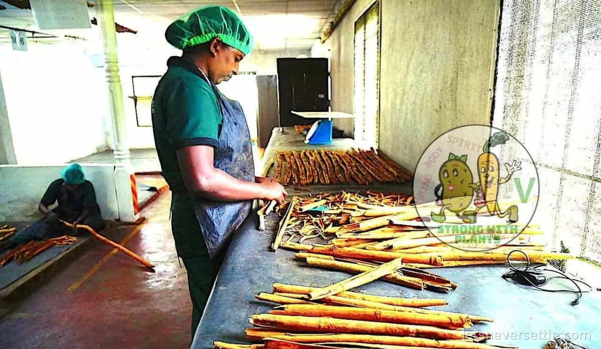 A worker at a cinnamon workshop in Sri Lanka peeling the inner bark from cut branches with a curved knife