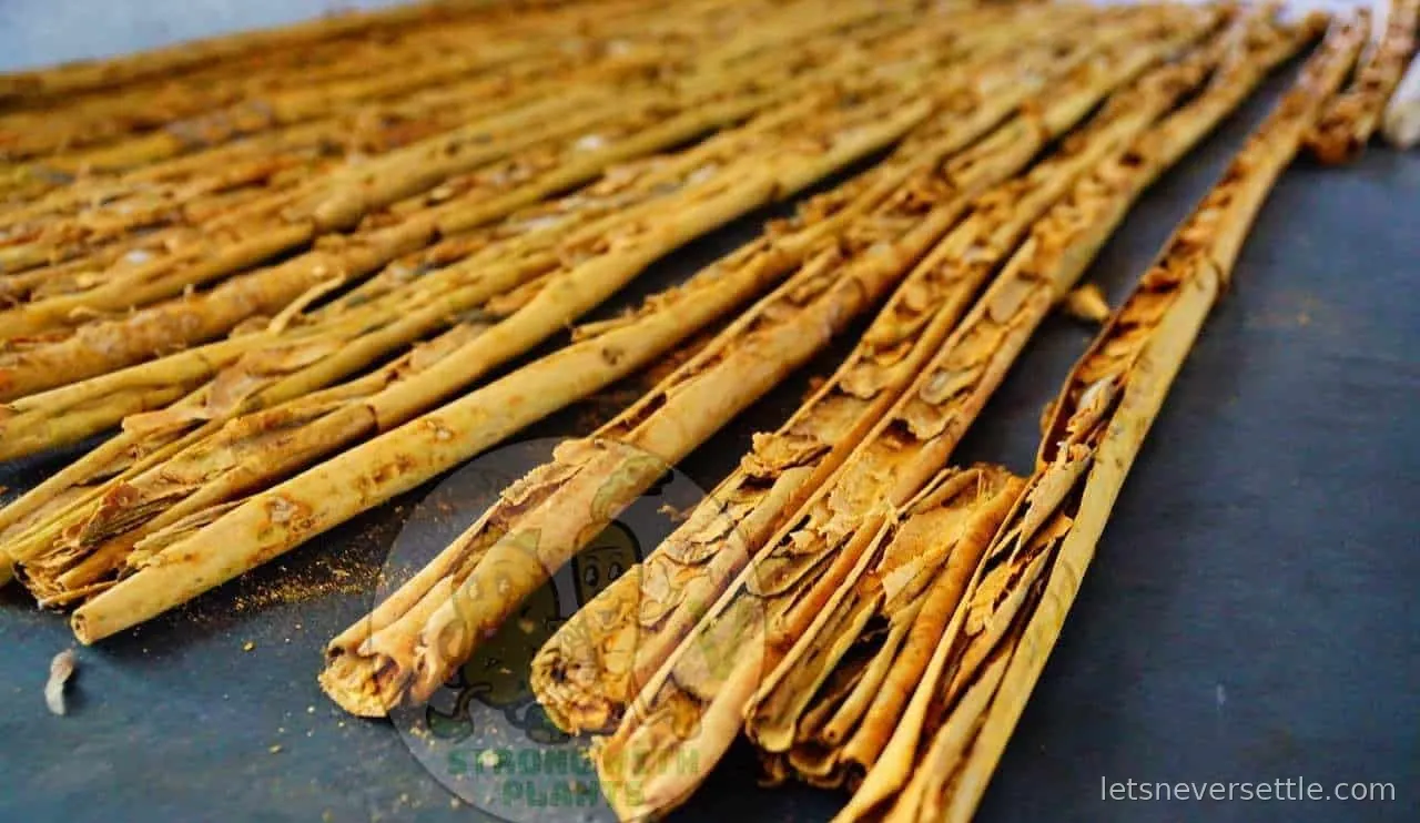 Rows of freshly rolled cinnamon quills drying on a dark surface at a workshop in Sri Lanka