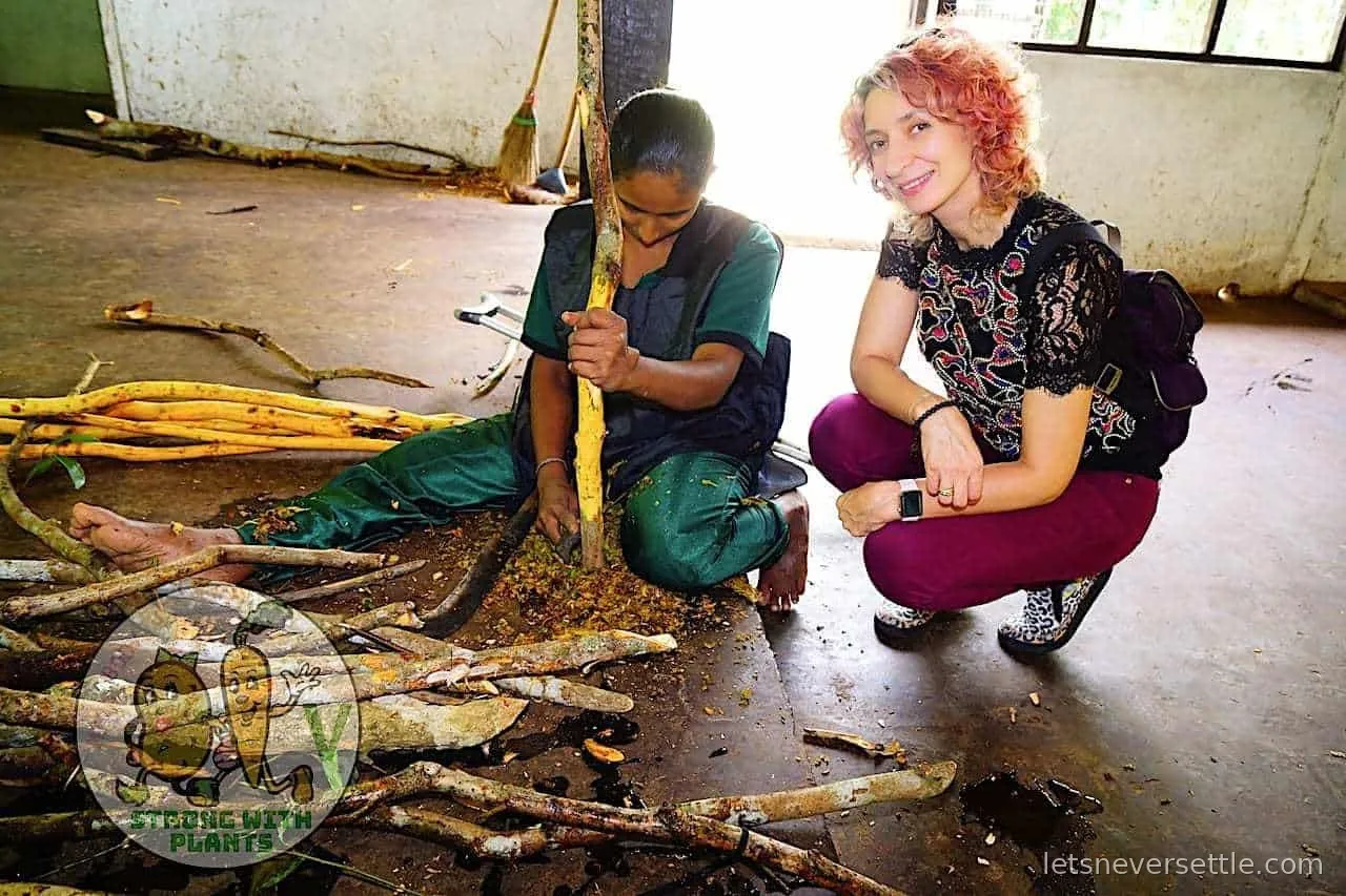 Thin pale quills of true Ceylon cinnamon laid out, showing the many fine layers rolled inside each stick