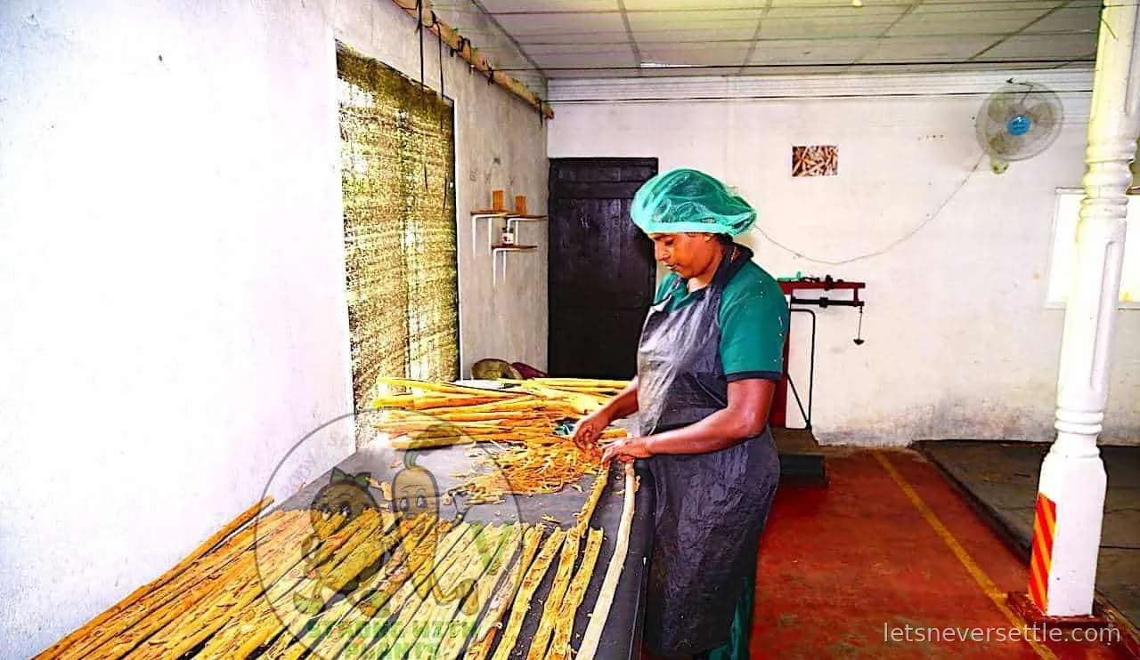 A cinnamon workshop bench in Sri Lanka covered with cut branches and half-peeled bark, a worker in an apron at the far end