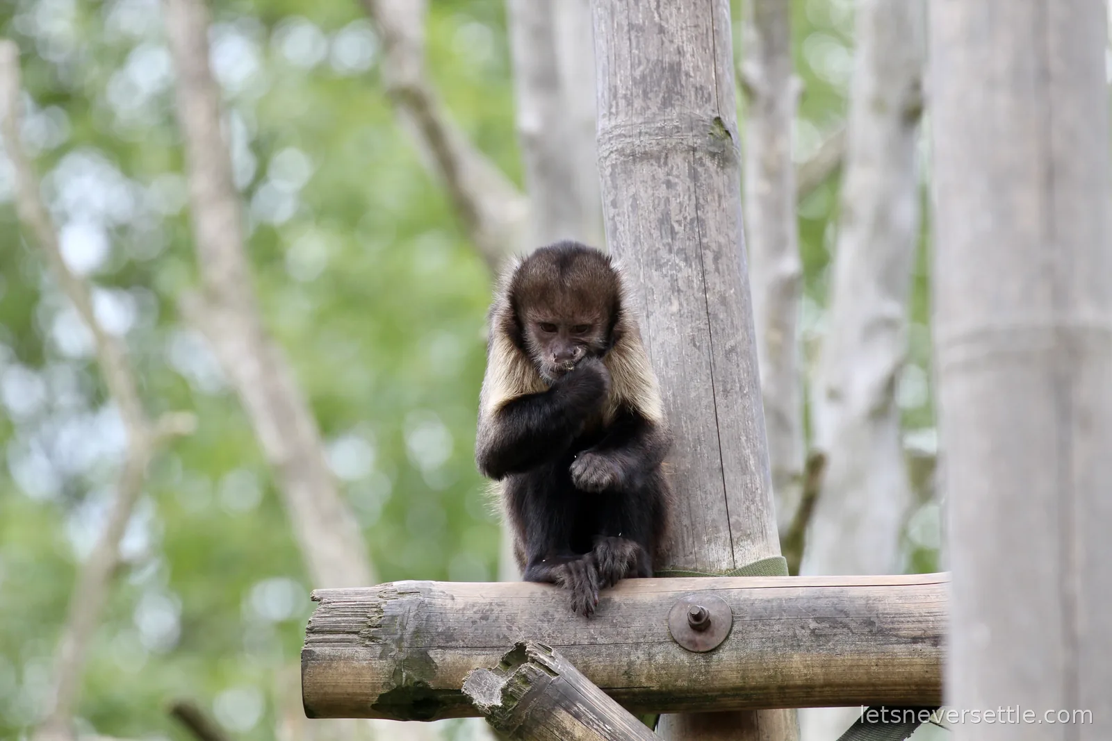 A capuchin monkey with a pale ruff sitting on a wooden climbing frame beam, holding a fist to its mouth