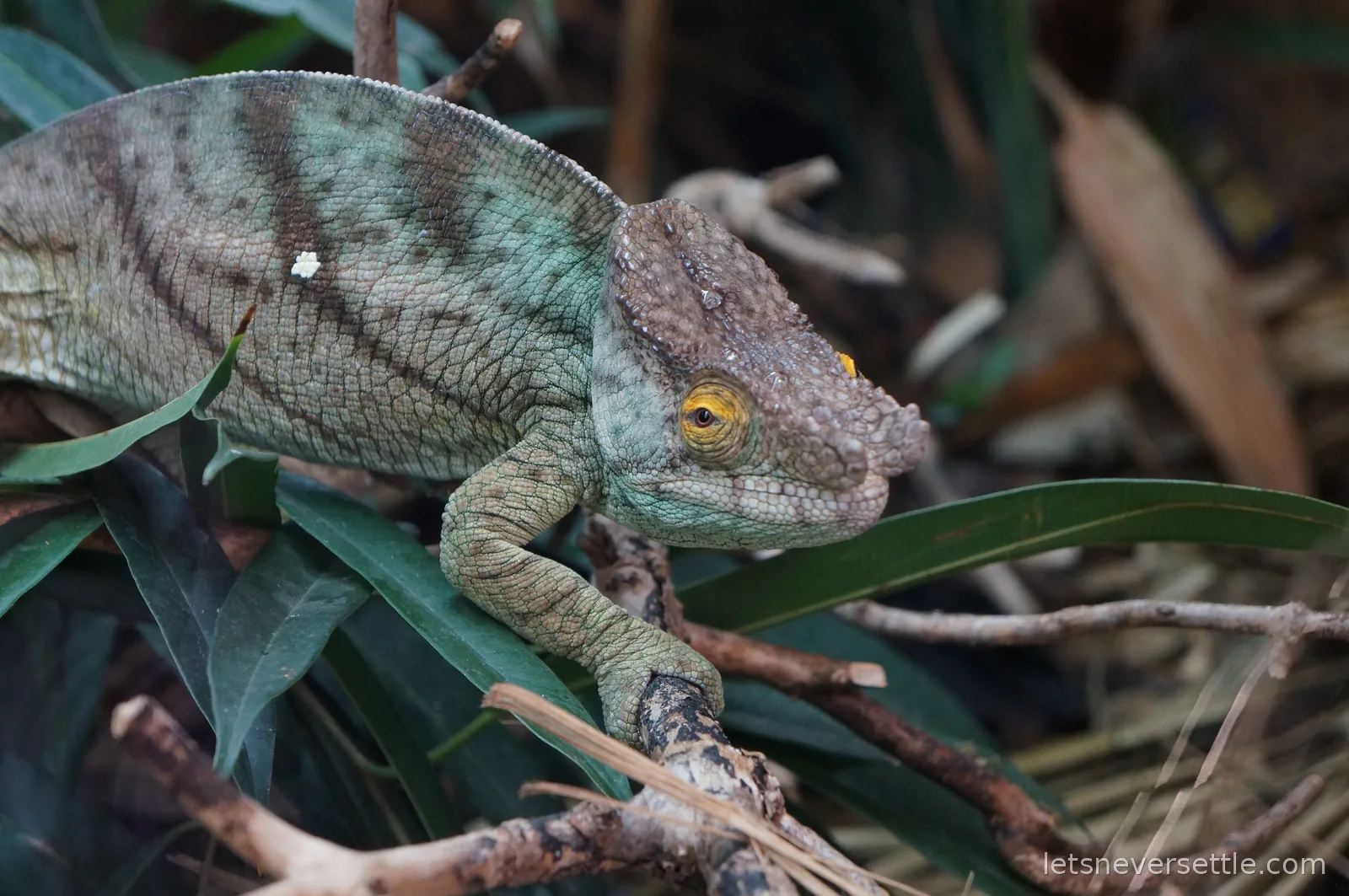 A large green chameleon with a bony helmet-like head and a yellow-ringed eye gripping a branch with banded feet