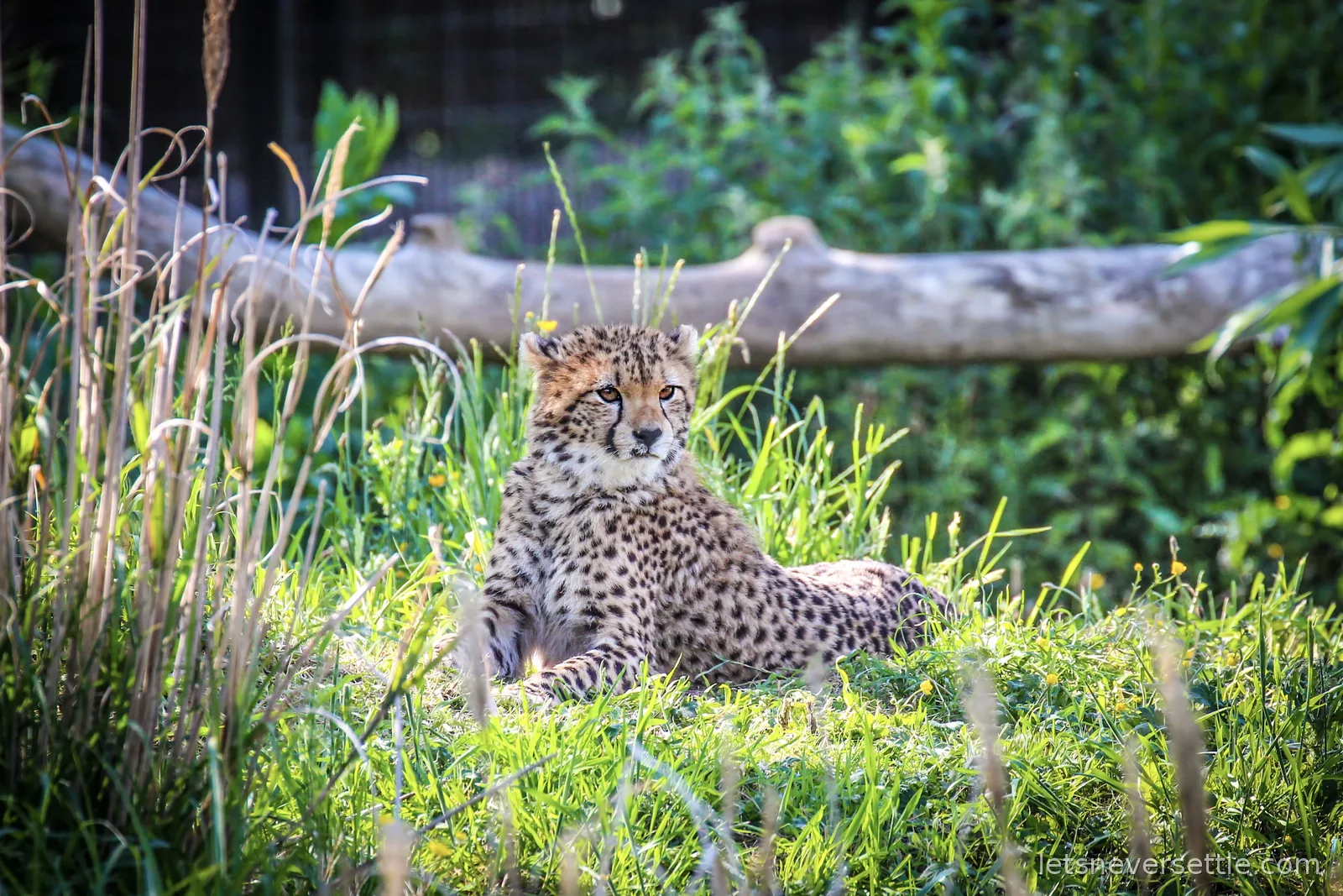 A cheetah lying in long grass with buttercups, looking alertly off to one side with a fallen log behind it