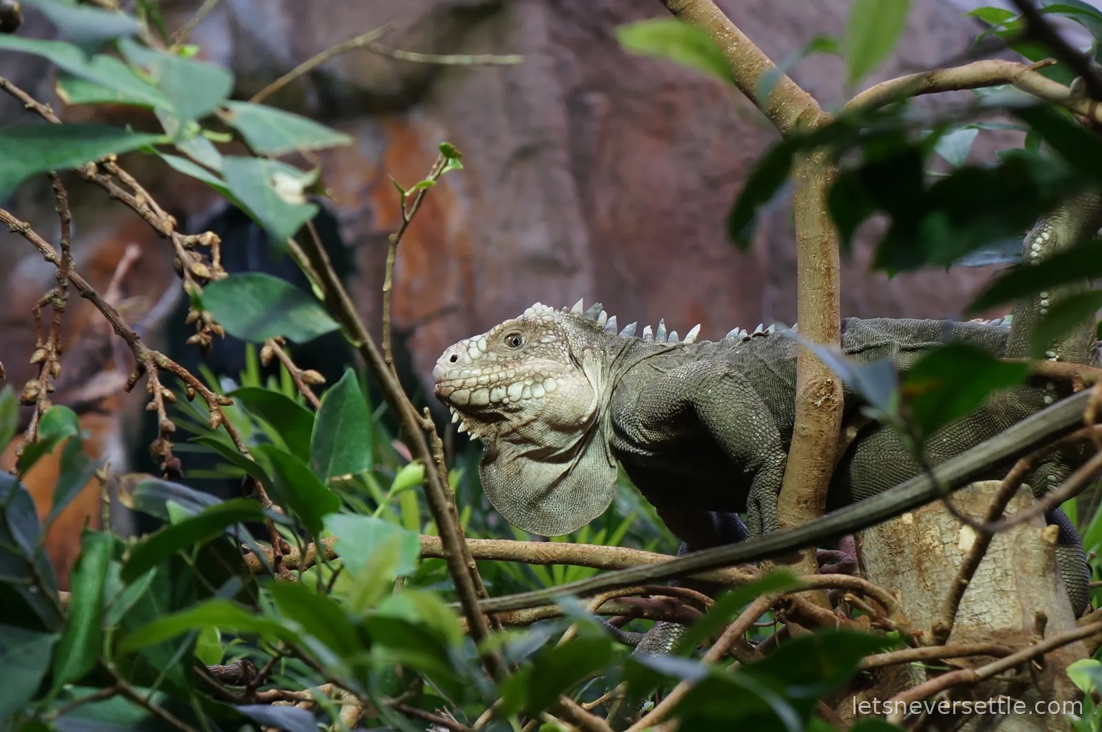 An iguana with pale head scales, a spiny crest and a large throat dewlap resting among branches in the tropical house