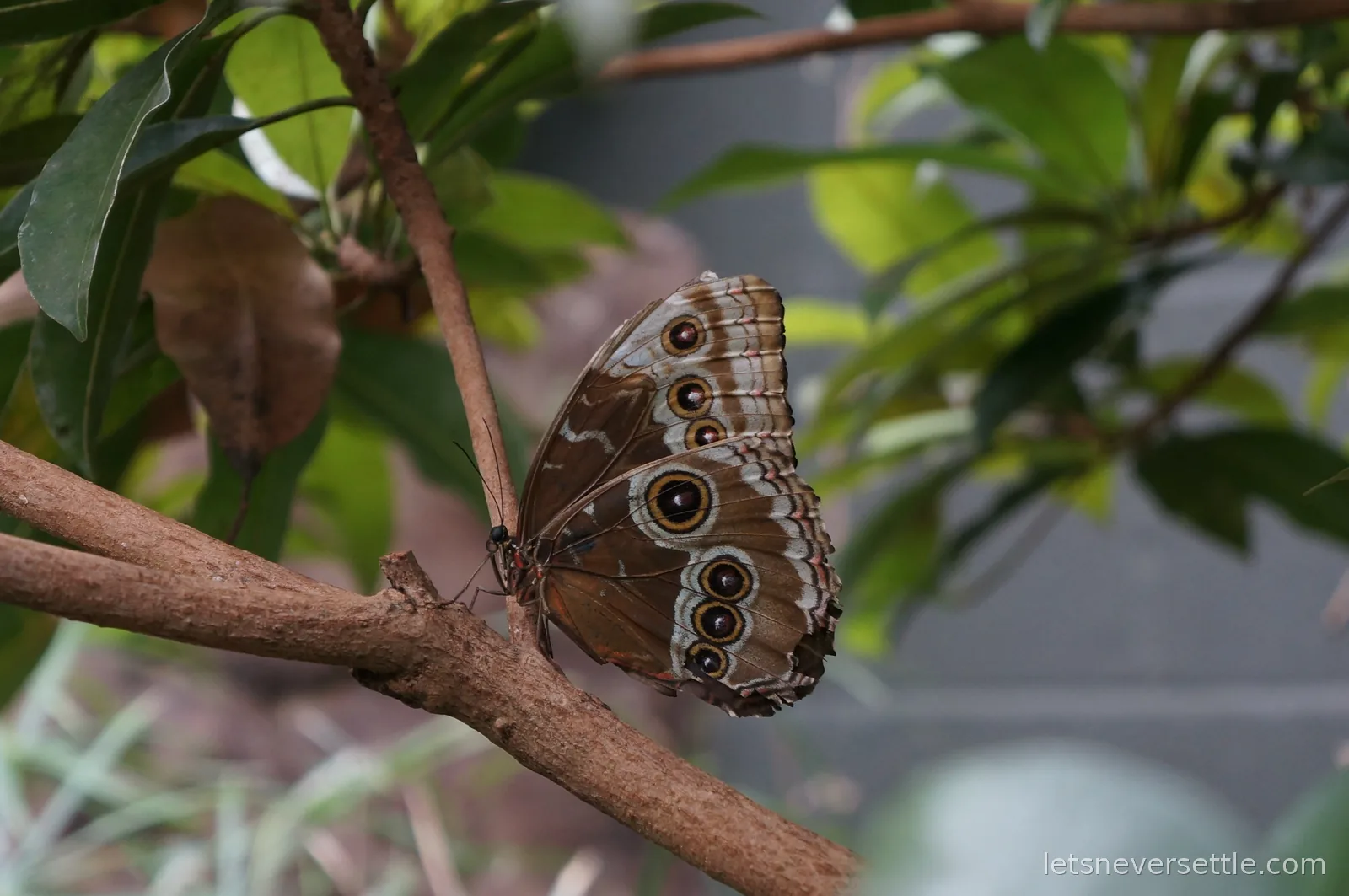 A blue morpho butterfly with closed wings showing rows of owl-eye spots, perched on a bare branch among green leaves