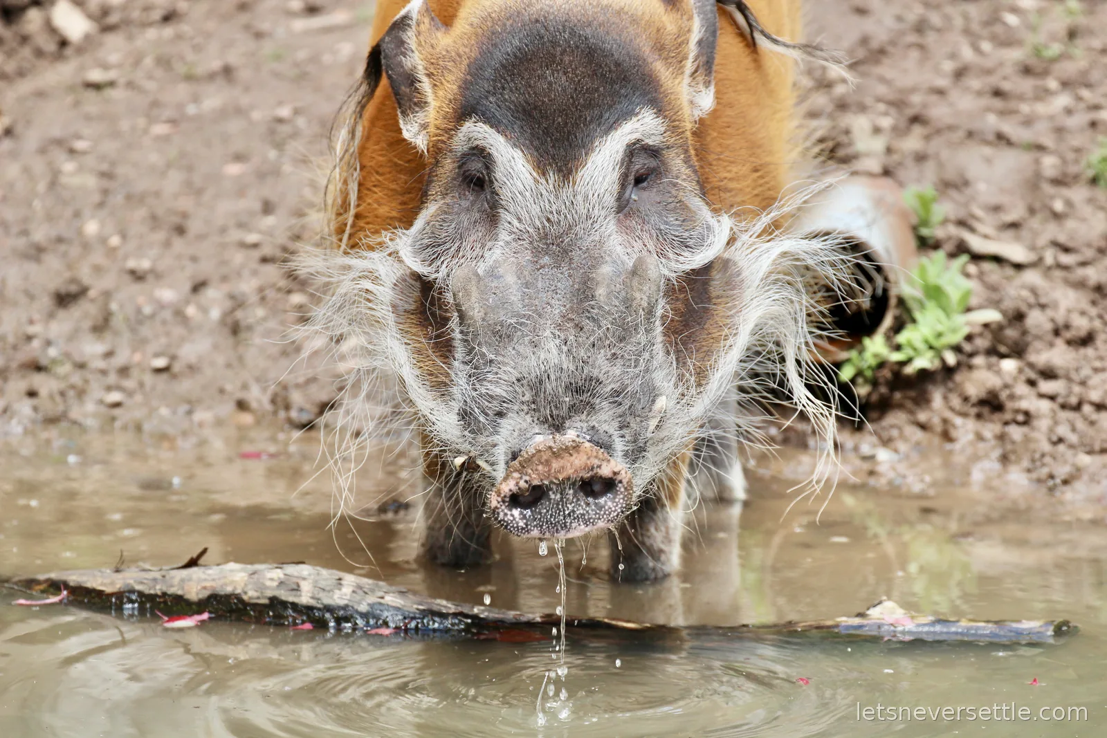 A red river hog with long white facial whiskers drinking at a muddy pool, water dripping from its snout