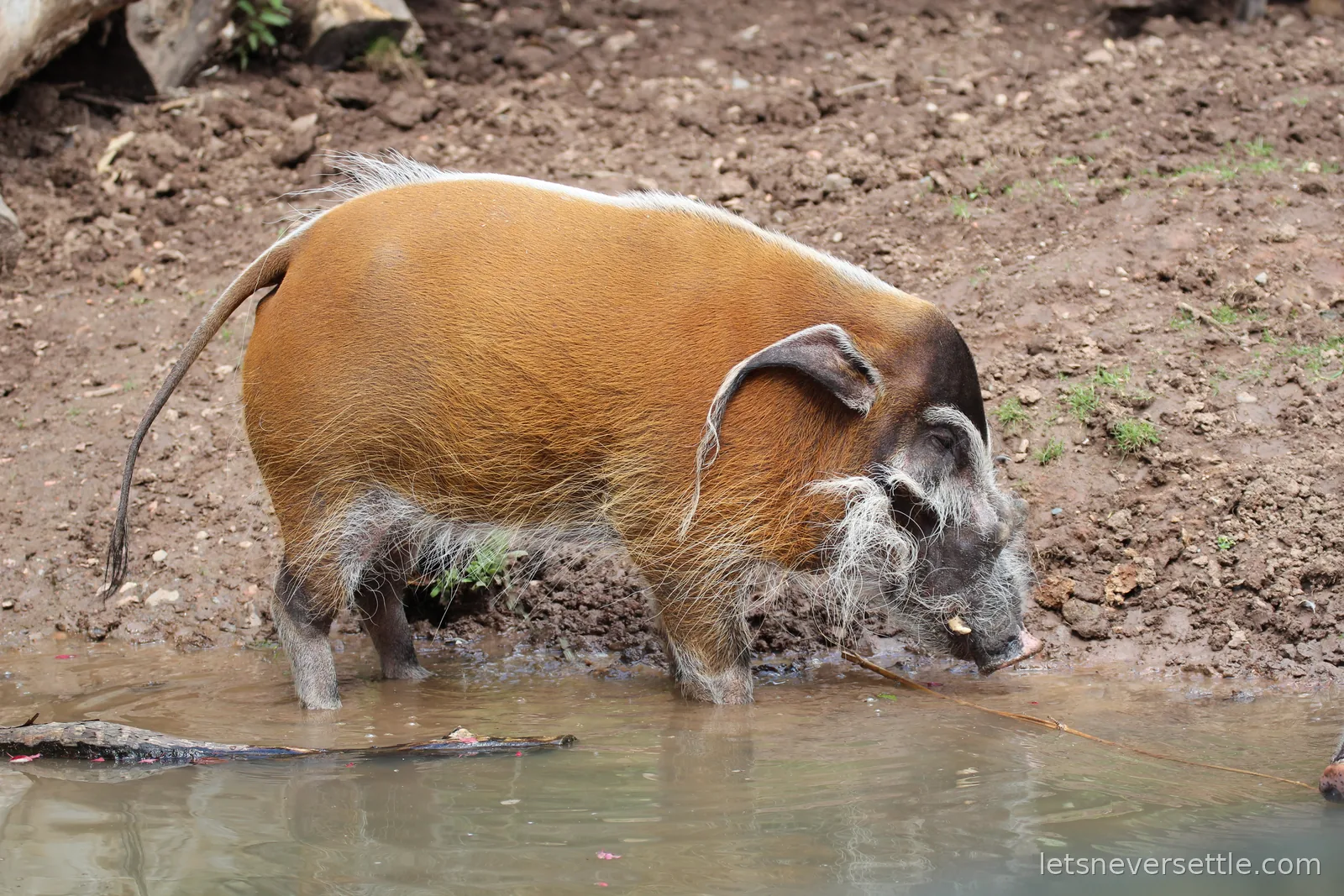 A red river hog standing in the mud at the edge of a pool, showing its rust-orange coat and thin white back stripe