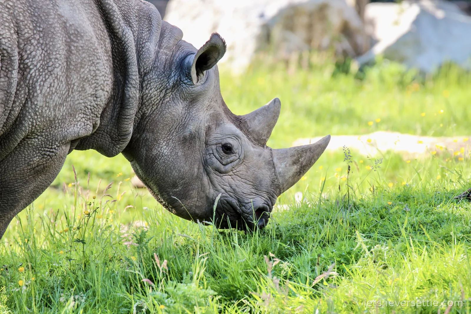 A close view of a rhino grazing, its stacked horns and wrinkled head filling the frame against sunlit grass and rocks