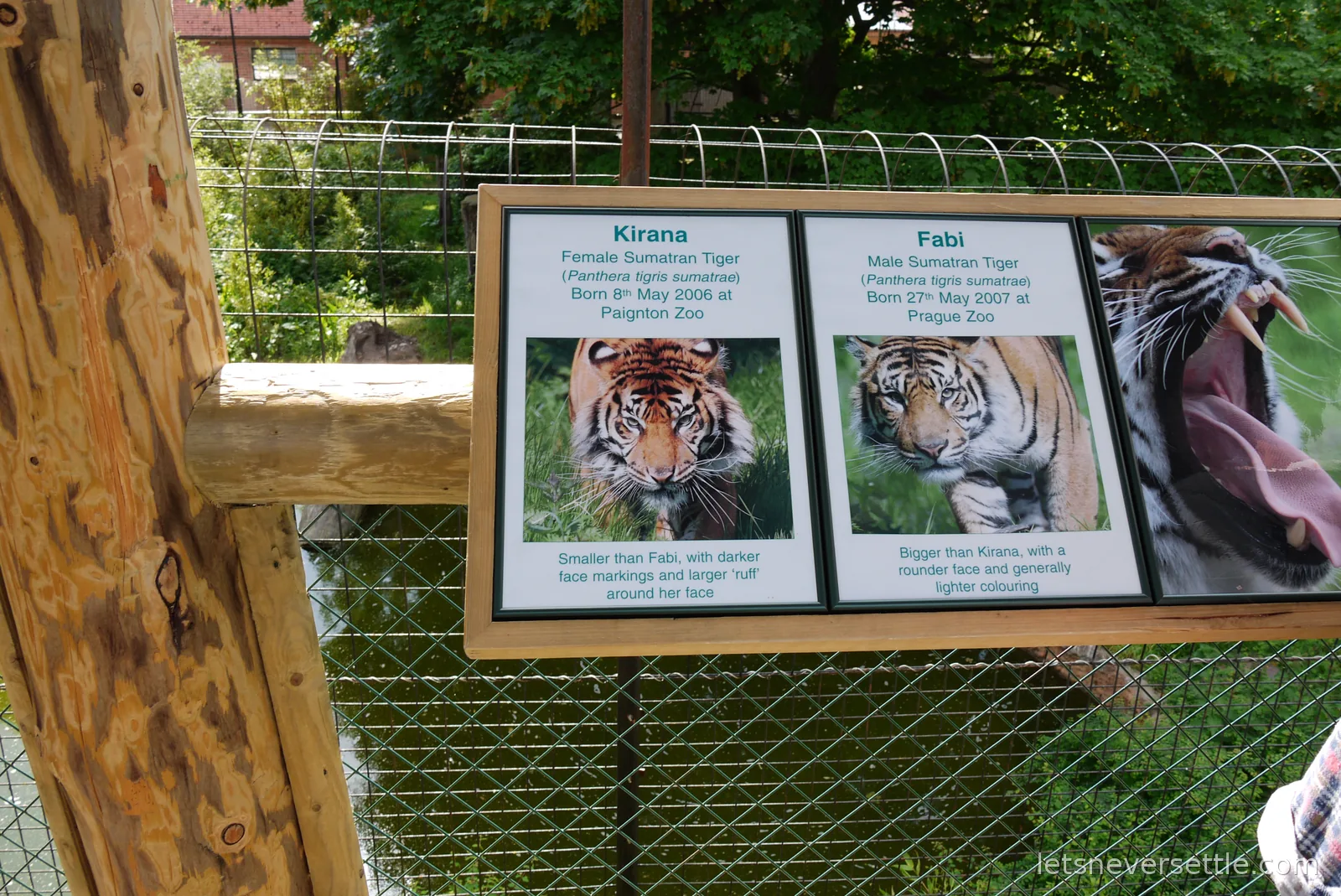 An information board at the tiger enclosure introducing Sumatran tigers Kirana and Fabi with photographs of each