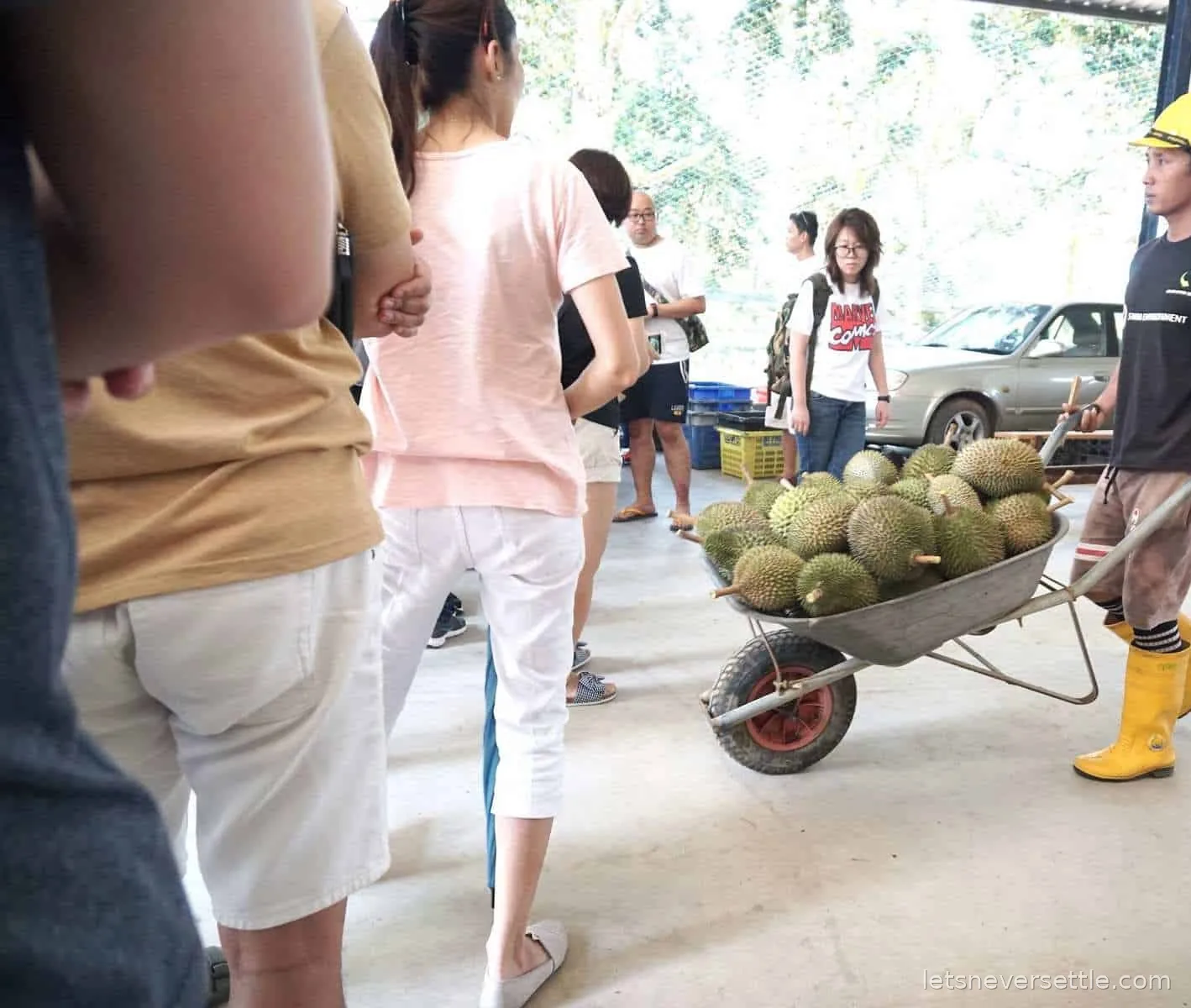 A farm worker in a yellow hard hat and yellow rubber boots wheeling a barrow piled with green durians past a queue of waiting visitors