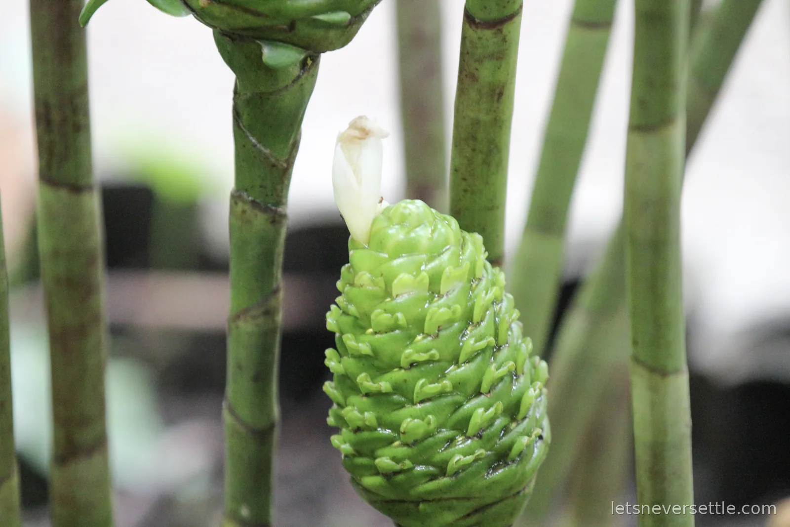 A waxy green cone-shaped flower head growing among tall bamboo-like stems