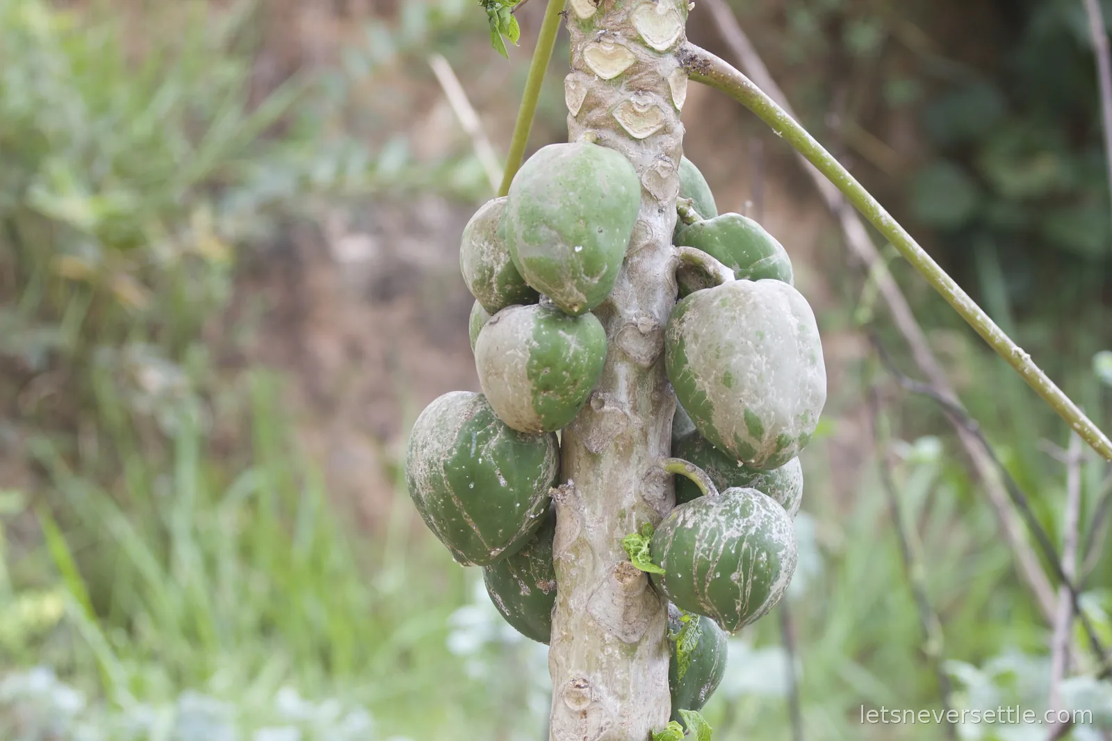Cluster of green papayas growing tight against the trunk of a papaya tree