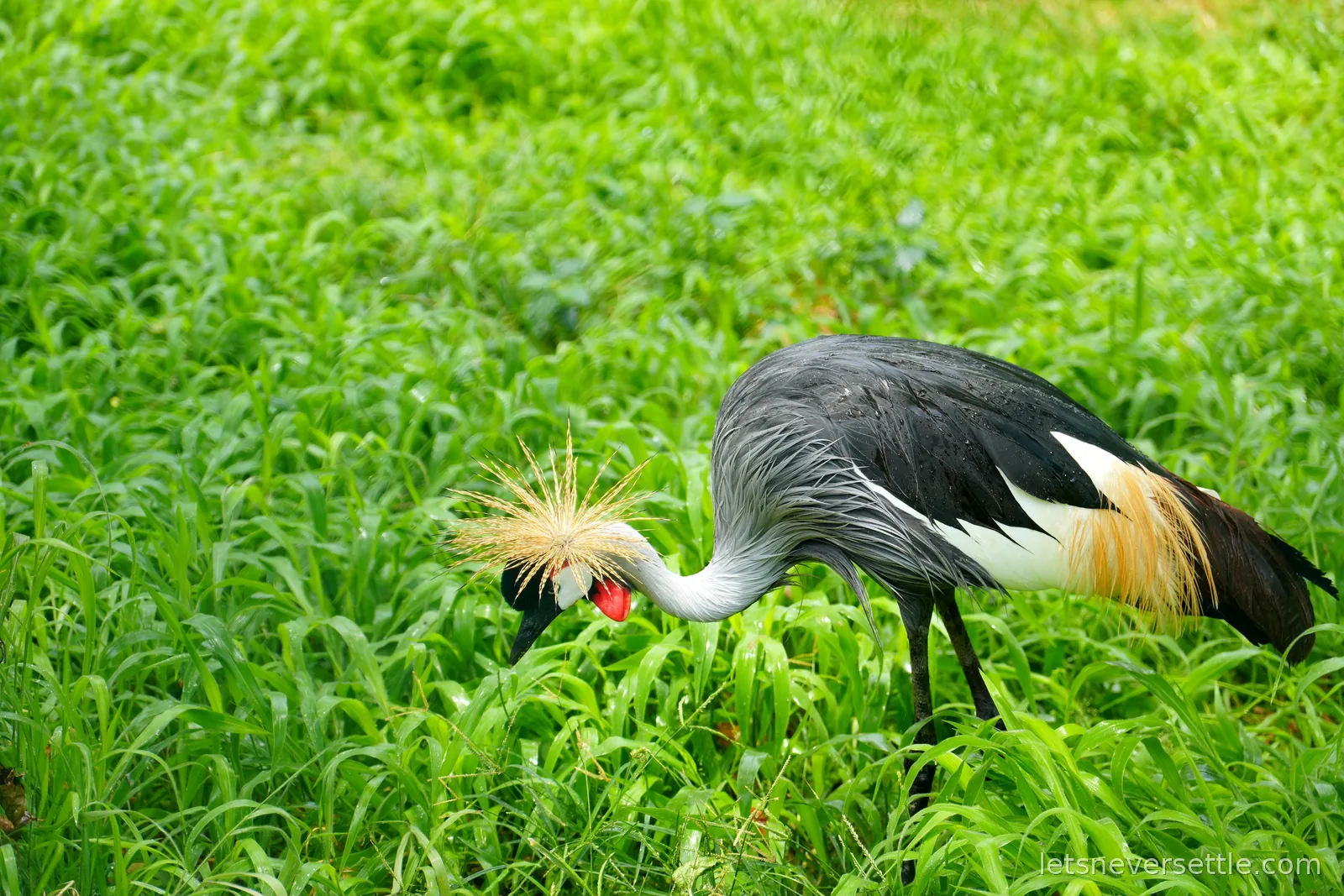 A grey crowned crane with a golden spray of head feathers and a red throat patch, head down feeding in tall wet green grass