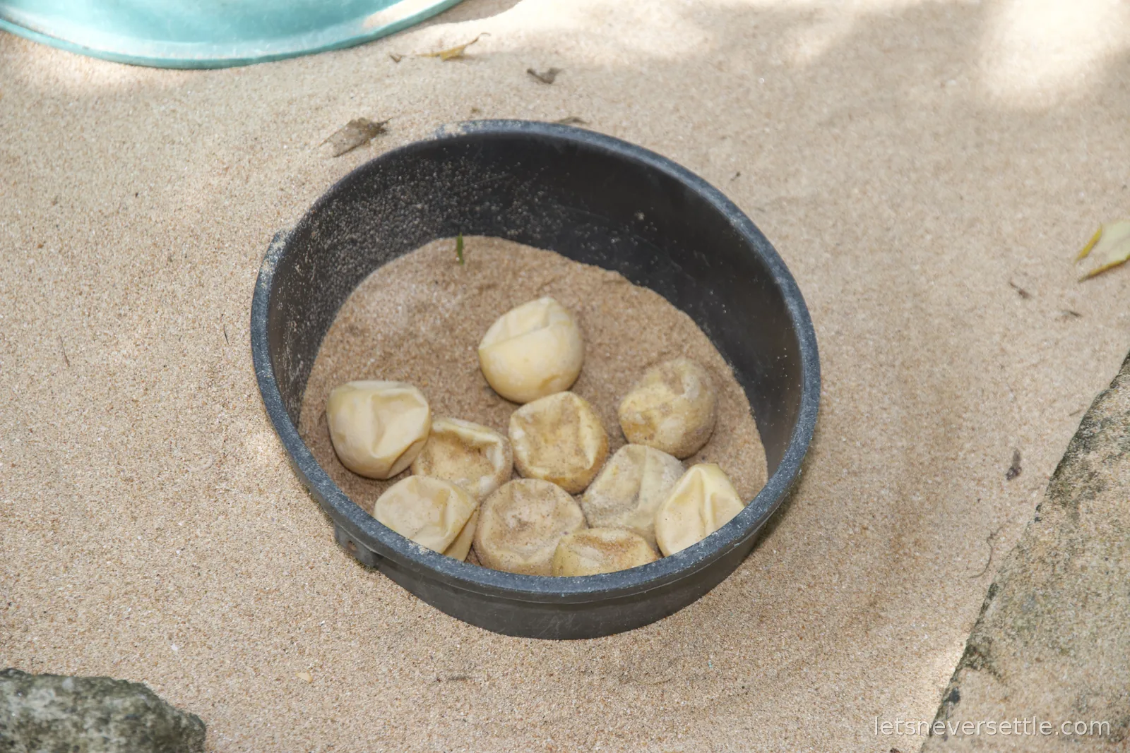 A black bowl part-buried in sand holding a clutch of round white turtle eggs