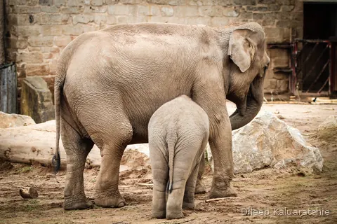 An Asian elephant standing against a brick wall with her calf tucked in close beside her