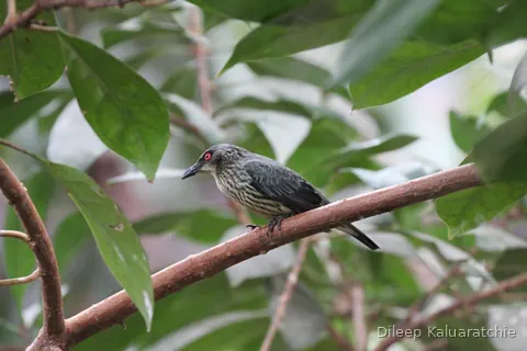 A speckled starling with a bright red eye, perched along a branch among green leaves