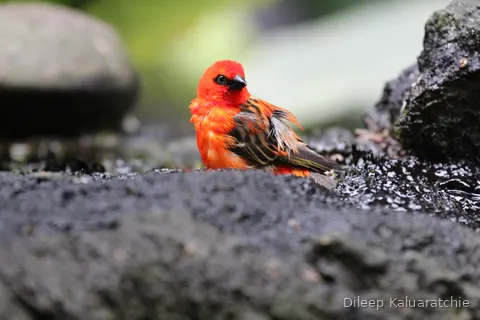 A vivid scarlet bird hunched low on dark wet ground, feathers puffed against the cold