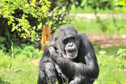 A chimpanzee sitting back in the grass with one hand raised to its face