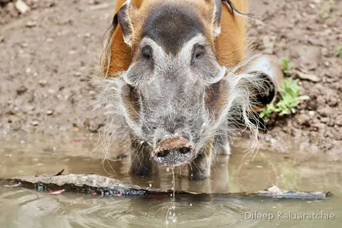 A red river hog head on at the water's edge, white whiskers dripping