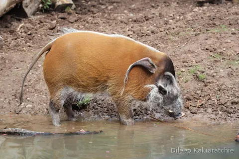 A red river hog side on, drinking from a muddy pool with its snout right down in it