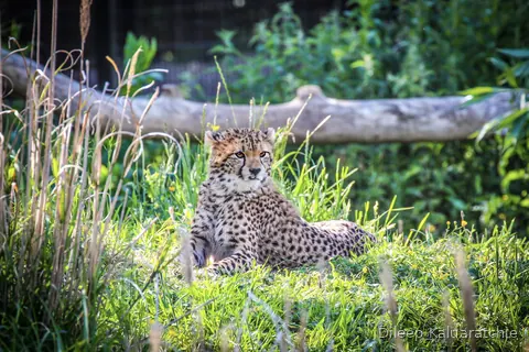 A cheetah lying in long grass behind a fallen log, watching something out of frame