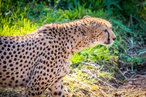 A cheetah standing side on in the grass, every spot picked out by the sun