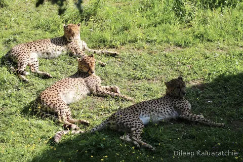 Three cheetahs stretched out on a sunny grass bank, none of them planning to move