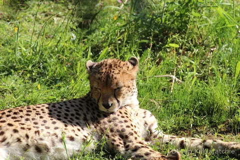 A cheetah lying in the long grass with its eyes half closed