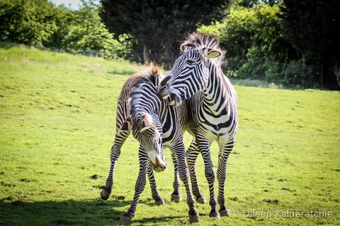 Two zebras standing head to tail on a bright green field