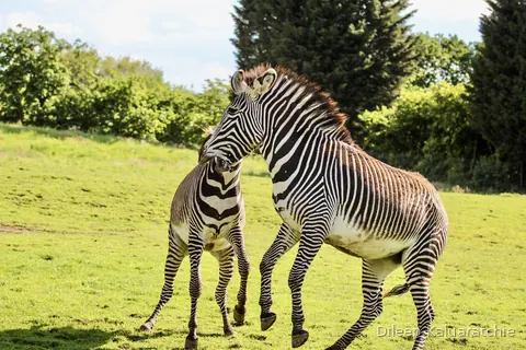 Two zebras on the grass, one leaning its head across the other's back