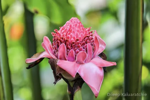 A pink torch ginger flower opening among tall green stems in the rainforest biome