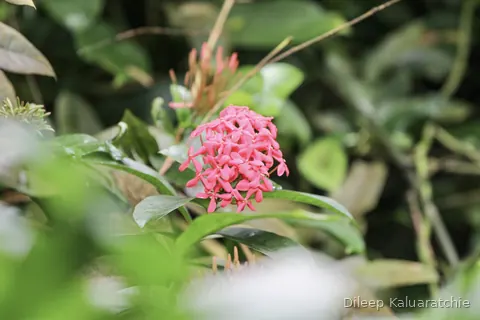 A cluster of small pink ixora flowers among rainforest leaves