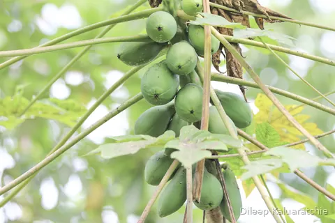 Green papaya fruit hanging in clusters against the light