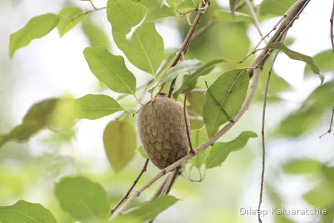 A single green custard apple hanging from a branch