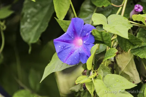 A purple morning glory flower still holding the morning's water