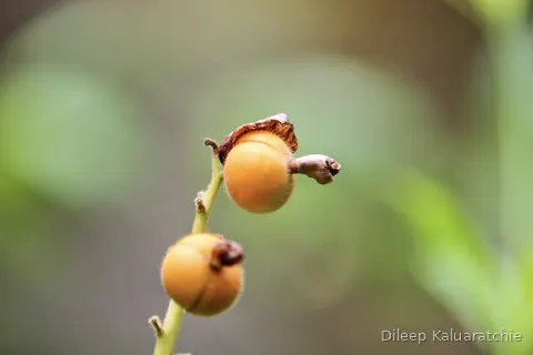 Two round orange fruits on a bare green stem