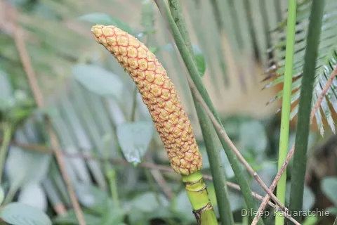 A long orange flower spike curving out among palm fronds