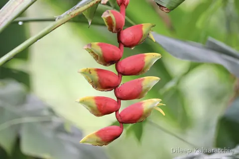 A red and yellow heliconia hanging in a row of overlapping bracts