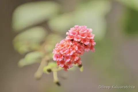 A loose cluster of coral pink flowers against soft green
