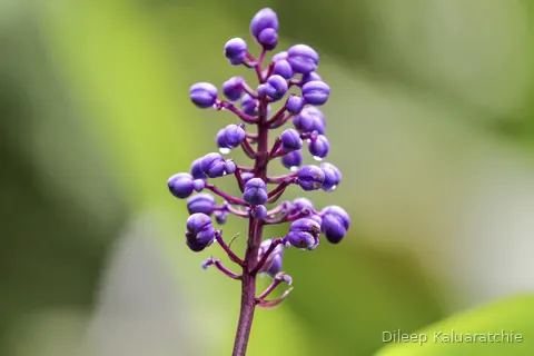 Round purple berries running up a deep purple stem